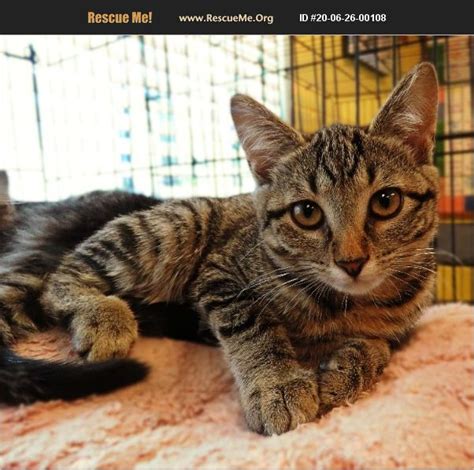 Learn more about haile's angels pet rescue in gainesville, fl, and search the available pets they have up for adoption on petfinder. ADOPT 20062600108 ~ Domestic Cat Rescue ~ Gainesville, TX