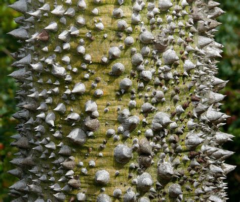 Tree Identification Chorisa Speciosa Silk Floss Tree