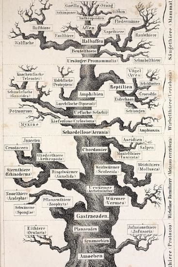 1874 Haeckel First Full Tree Of Life Photographic Print Stewart