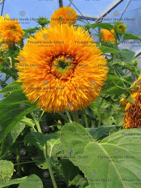 Sunflower Orange Sun Double Flowers Premier Seeds Direct Ltd