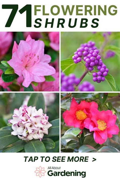Flowering Shrubs 71 Different Types Of Flowering Bushes Flowering