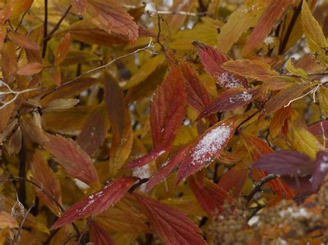 Fall Snow Free Stock Photo Public Domain Pictures