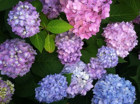 Plants Flowers And Butterflies Wyckoff Garden Club