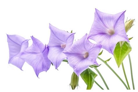 Premium Ai Image A Bunch Of Purple Flowers On A White Background