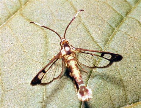 Clearwing Moth Identification Habits And Control Britannica