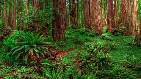 Top 999 Redwood Forest Wallpaper Full Hd 4k Free To Use