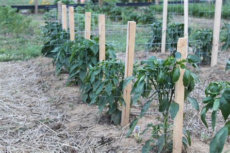 A Great Way To Stake Your Tomatoes Farm Gardens Plants Lawn And Garden