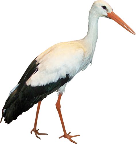 Stork Png Transparent Image Download Size 785x835px