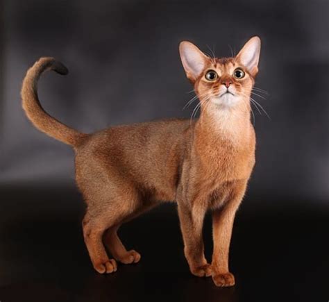 40 Super Cute Abyssinian Cat Pictures