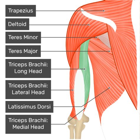 Triceps Brachii Posterior View Themcleods0407
