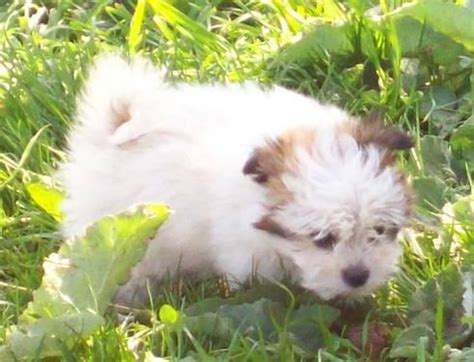 To learn more about each adoptable dog, click on papillon. Designer Low-shed/allergen puppies - Maltese/Papillon/Shih ...