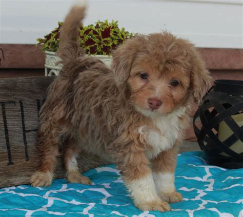 Mini Aussiedoodle For Sale Millersburg Oh Female Sophie Ac Puppies Llc