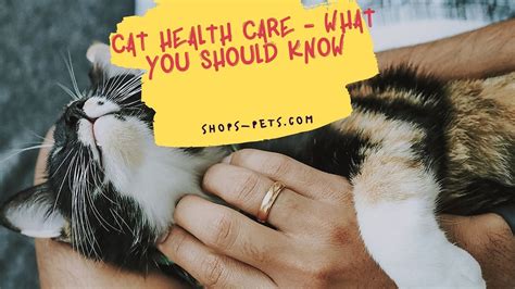 Cat Health Care What You Should Know Shops Pets