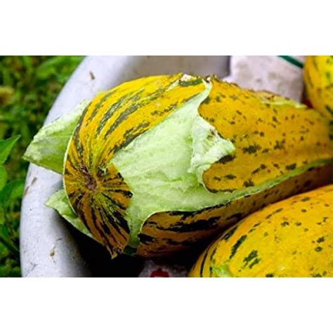 Vietnam Dua Gang Dua Bo 100 Seeds For Planting Musk Melon