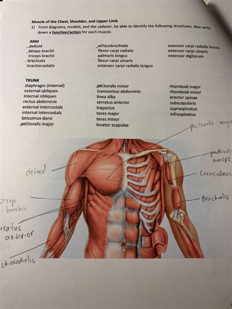 Solved Muscle Of The Chest Shoulder And Upper Limb 1 From