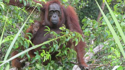 Documentary Film Indonesia Wildlife Tour The Orangutans Of Tanjung