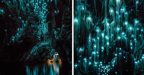 New Zealand Photographer Discovers Strange Creatures In Cave Newz
