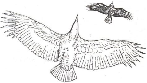 Origen Y Evolución De Las Aves