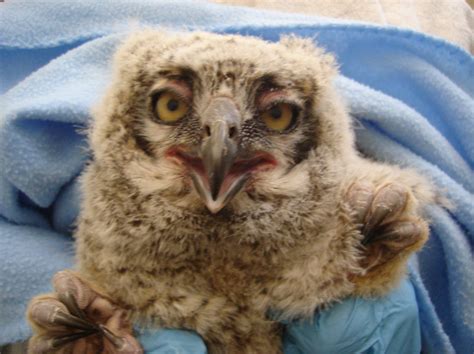 Baby Owl Finds Its Way Back To The Nest With A Little