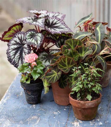 Begonia Plant Care Better Homes And Gardens