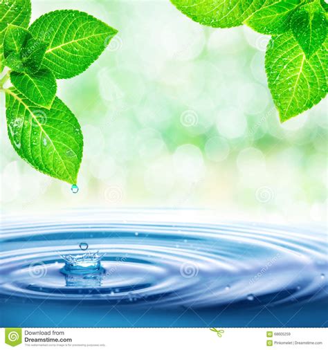 Natural Fresh Background Of Green Leaves With Water Drops Stock Image