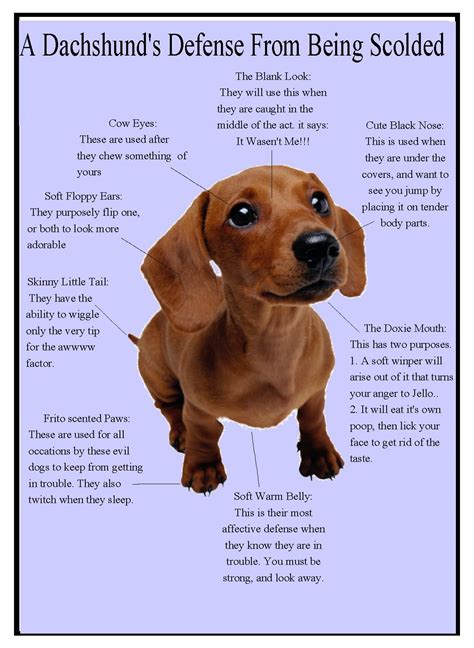 65 Facts About The Dachshund Image Bleumoonproductions