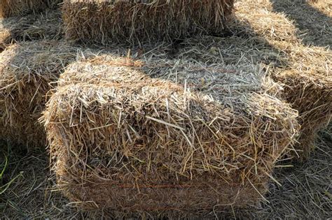 Stack Of Dried Straw Bale Of Hay With Selective Focus Stock Image