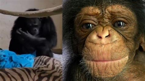 Sweet Moment Mother Chimp Is Reunited With Her Baby After C Section Is
