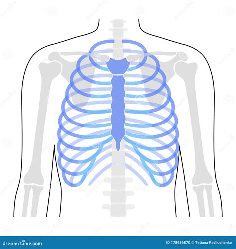 Human Rib Cage Anatomy Stock Vector Illustration Of Chest