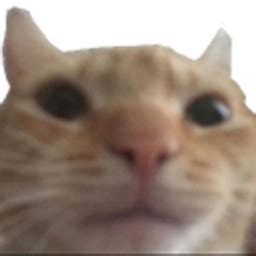 Discover 126 free cat meme png images with transparent backgrounds. CatStare - Discord Emoji