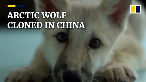 ‘worlds First Cloned Arctic Wolf Bred In A Chinese Lab Youtube
