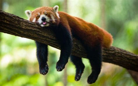 Sleeping Panda Wallpapers Top Free Sleeping Panda Backgrounds