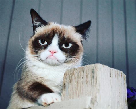 Morre Grumpy Cat Gata ‘rabugenta Que Se Tornou Uma Lenda Da Internet