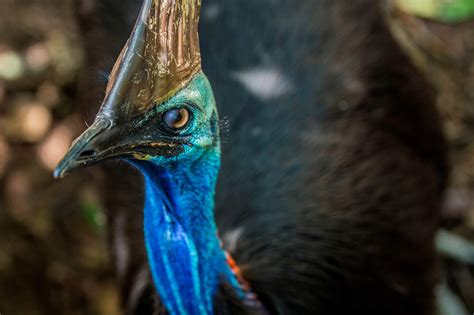 Everything You Need To Know About Cassowaries Cairns And Great Barrier Reef