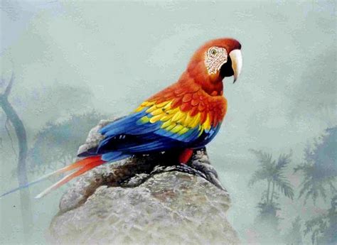 Imágenes Arte Pinturas: Cuadros de aves exóticas al oleo
