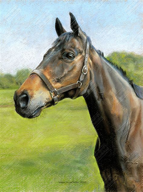 Reapy, bay equestrian portrait - John Twinning