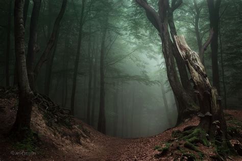 Walking Through The Woods Through The Real And Unreal Forest Photos Photography Inspiration