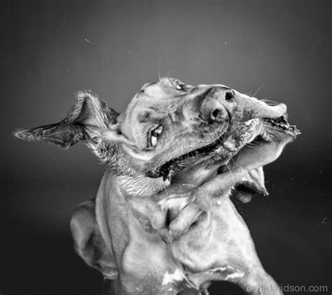 High Speed Photographs Of Dogs Shaking Off Water