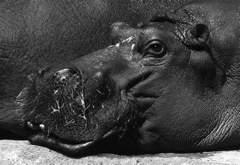 Free Images Black And White Wildlife Zoo Mammal Fauna Close Up