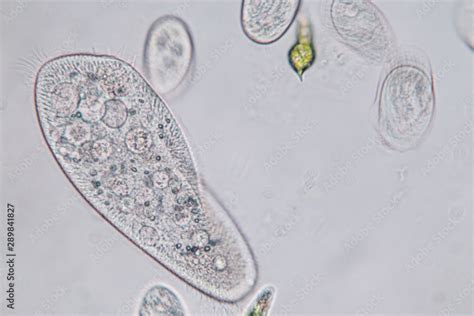 Paramecium Caudatum Is A Genus Of Unicellular Ciliated Protozoan And