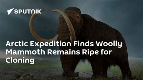 Arctic Expedition Finds Woolly Mammoth Remains Ripe For Cloning 08102015 Sputnik International