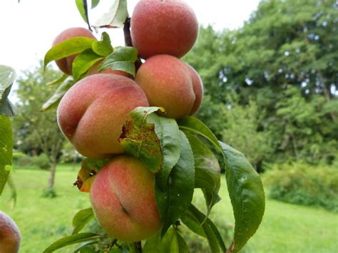 Like 3 times in february, that's it. Free Images : apple, branch, flower, orchard, food ...