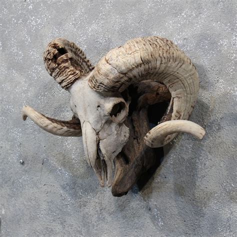 Corsican Ram Skull And Horns Ram Skull Skull Bones Animal Skulls