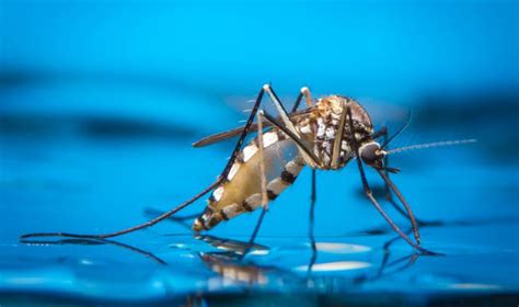 Hari Nyamuk Sedunia Kenali Jenis Nyamuk Dan Penyakit Yang Dibawanya Okezone Health