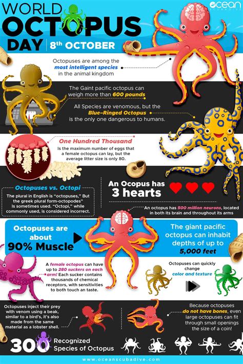 Every 8th October The World Celebrates World Octopus Day In Order To