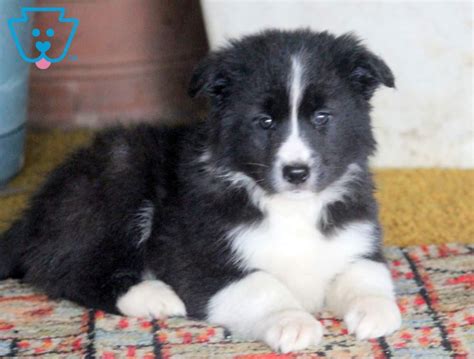 Cookie Border Collie Mix Puppy For Sale Keystone Puppies