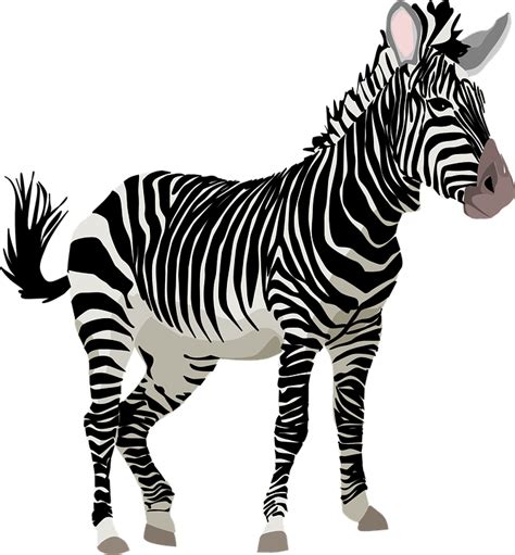 Download Zebra Animal Nature Royalty Free Vector Graphic Pixabay