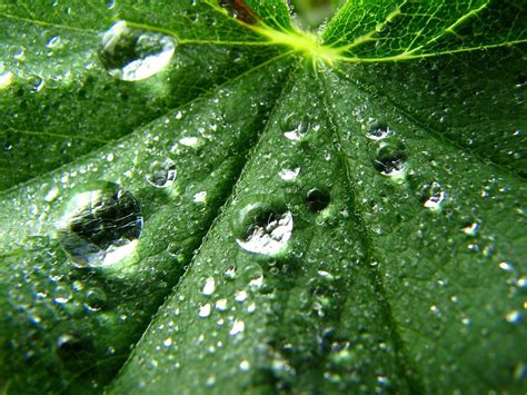 Wallpaper Water Grass Green Wet Dew Light Leaf Drop Drops