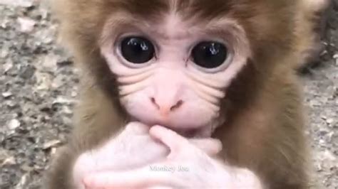 Cute And Adorable Baby Monkey Compilation Youtube