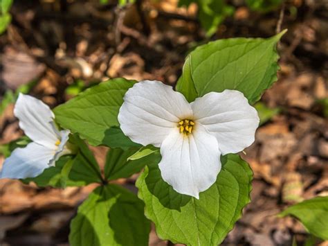 How To Grow And Care For Trillium Flower Florgeous